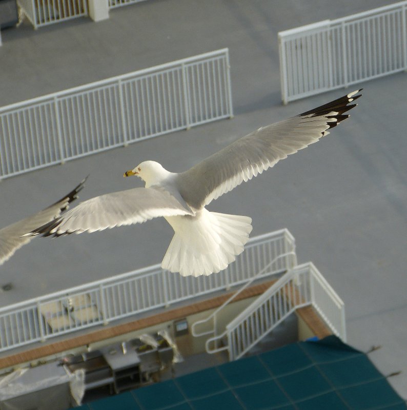 Sea Gulls